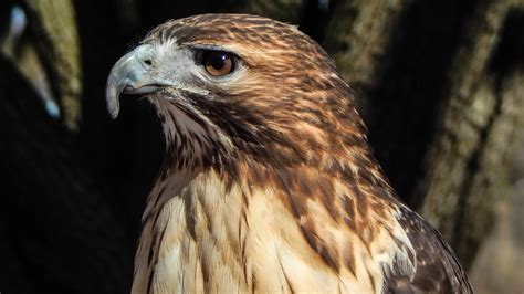 Red-tailed Hawks - Potawatomi Zoo