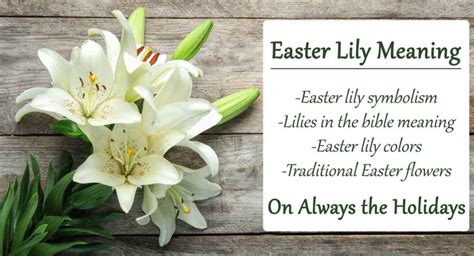 Easter Lily Meaning and Symbolism - Lilies in the Bible, Easter Lily Colors