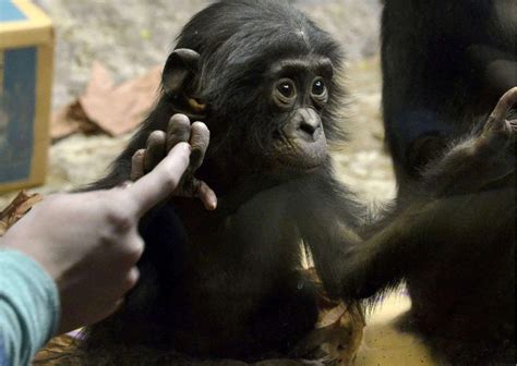 Bonobo Behavior - AnimalBehaviorCorner