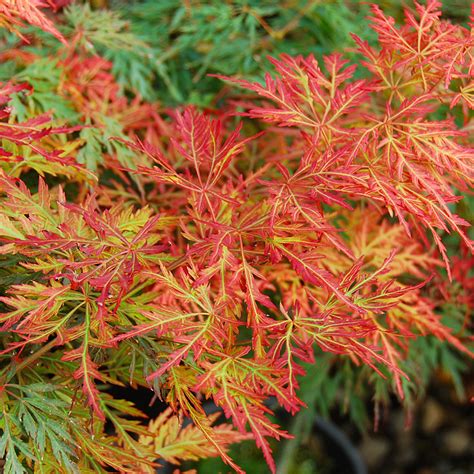 Acer palmatum dissectum 'Orangeola'