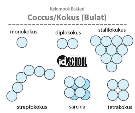 5 Cara Pengelompokan Bakteri – idschool.net