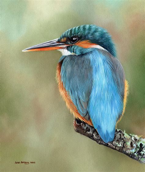 Kingfisher Painting by Sarah Stribbling