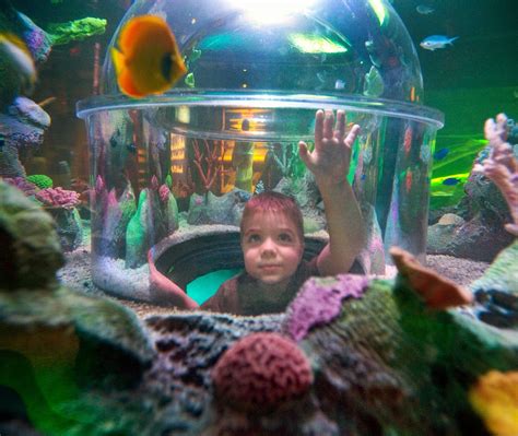 SEA LIFE Michigan - Family Fun coming to Great Lakes Crossing | Family fun, Sea life, Legoland ...