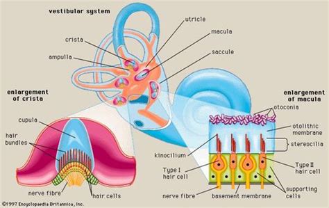 Vestibular/Vertigo Therapy: Anatomy of the Vestibular System