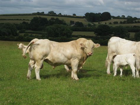 'Once a Charolais calf gets up, you know that nothing can beat it for growth rates and weight ...