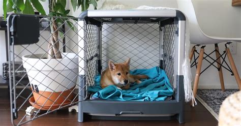 Crate Training Benefits: Why Crate Training Is Beneficial - Diggs