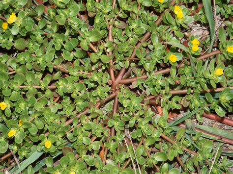 Purslane: The Underestimated Superfood with Maximum Health Benefits