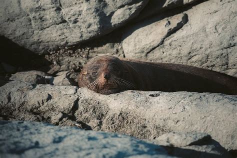 Where to See the Kaikoura Seal Colony - South Island New Zealand – We Seek Travel