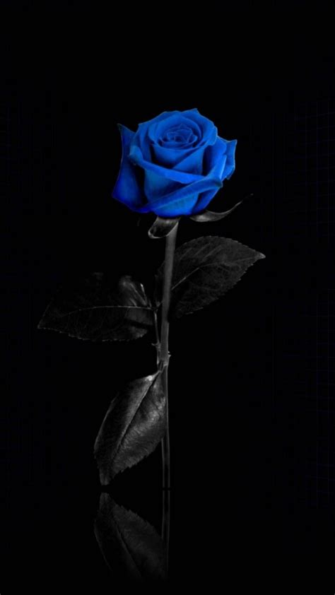 Blue Rose Aesthetic Wallpapers - Top Free Blue Rose Aesthetic ...