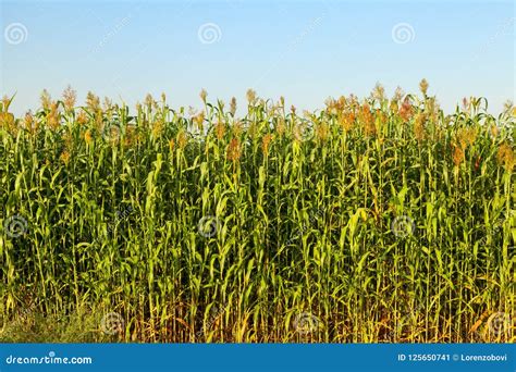 Corn field view on sunrise stock image. Image of corn - 125650741