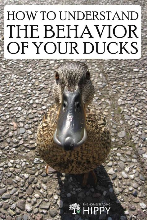 How to Understand the Behavior of Your Ducks | Duck coop, Pet ducks, Duck and ducklings