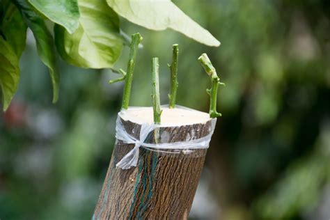 Grafting of citrus trees.shutterstock_615677489 - Citrus Industry Magazine