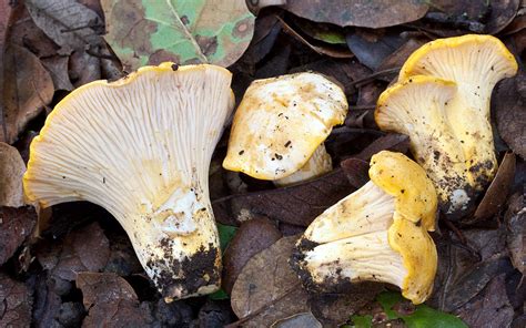 California Fungi: Cantharellus californicus