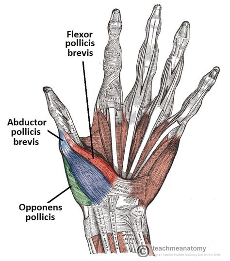 The Muscles of the Hand - Thenar - Hypothenar - TeachMeAnatomy