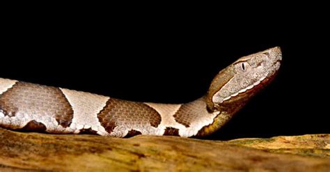 Cottonmouth vs Copperhead: What’s the Difference? - A-Z Animals