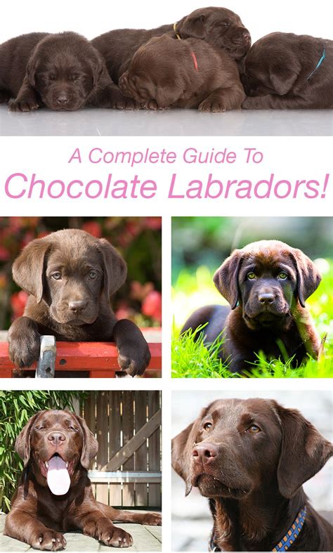 Chocolate Lab - Your Guide To The Chocolate Labrador Retriever | Chocolate labrador retriever ...