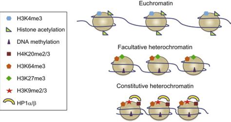 Heterochromatin: Structure, Function, and Role in Genetics