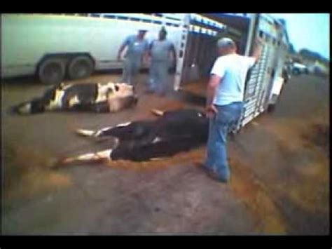 Slaughterhouse Cases Facts, information, pictures | Encyclopedia.com articles about ...