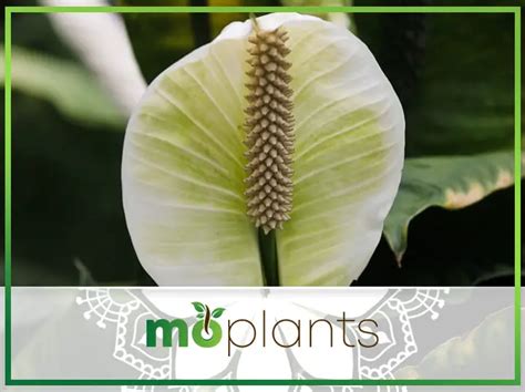 Peace Lily Yellow Leaves - Mo Plants