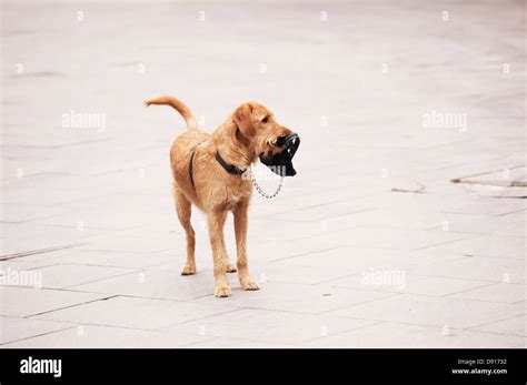 Dog no leash hi-res stock photography and images - Alamy