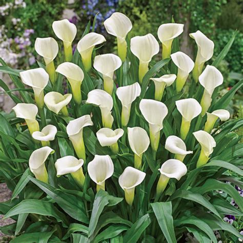 Calla Lily Intimate Ivory - Spring Planting | K. van Bourgondien