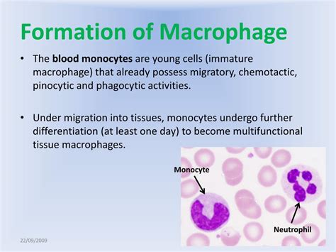 PPT - Macrophage PowerPoint Presentation, free download - ID:431156