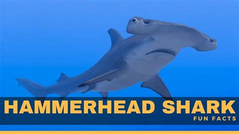 Hammerhead shark facts for kids - Hammerhead Shark Diet, habitat, attack & living - YouTube