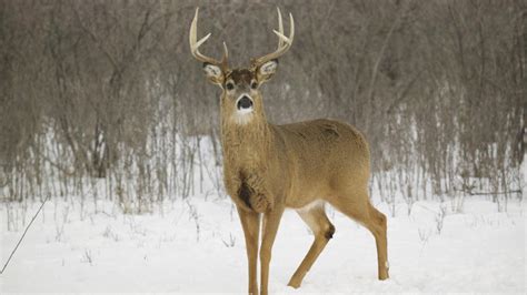 deer in the snow | We Heart It | deer