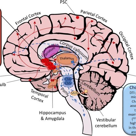 The human cholinergic system. Cholinergic nuclei are primarily located... | Download Scientific ...