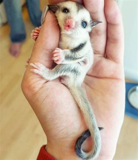 10+ Sugar Gliders That Are Just Too Sweet | Bored Panda