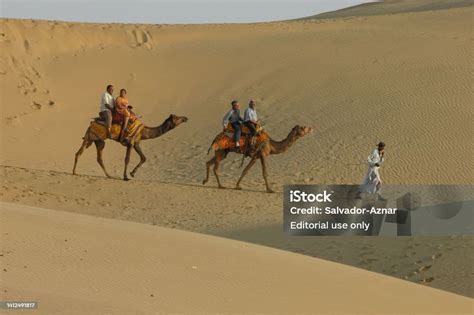 Camels In Thar Desert Stock Photo - Download Image Now - Culture of ...