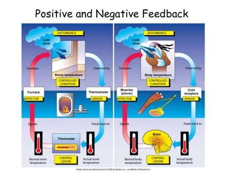 Positive And Negative Feedback