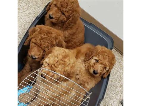 ACK Red Standard Poodle Puppies for Sale Alexandria - Puppies for Sale Near Me