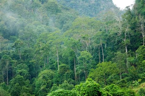 What You Need to Know About Tropical Rainforests | NatureNibble