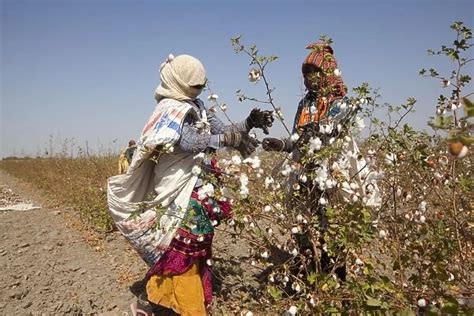 Cotton Plant workers harvesting cotton (Print #13235724). Cards