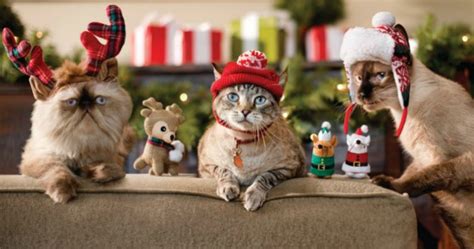 60% Off Cat & Dog Toys, Beds & Apparel at Petco (Today ONLY)