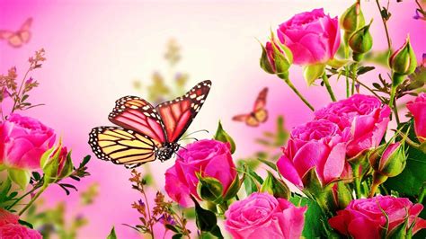 Pink Roses and Butterfly Wallpapers - Top Free Pink Roses and Butterfly Backgrounds ...