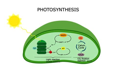 Photosynthesis Equation Diagram - Tessshebaylo