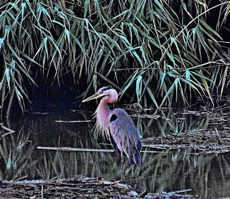 Great Blue Herons Natural Habitat Photograph by Thomas McGuire - Fine Art America