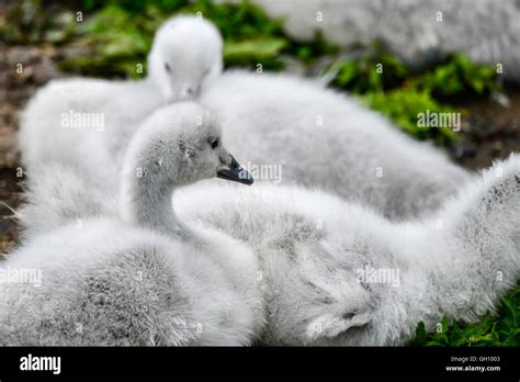 Black necked swan cygnus melanocoryphus bird young cygnets Stock Photo ...