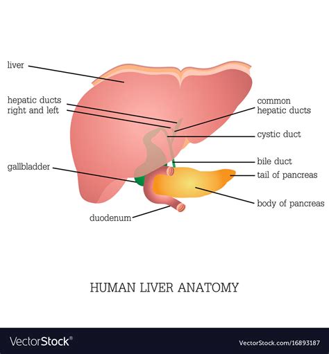 Liver Model Anatomy Labeled