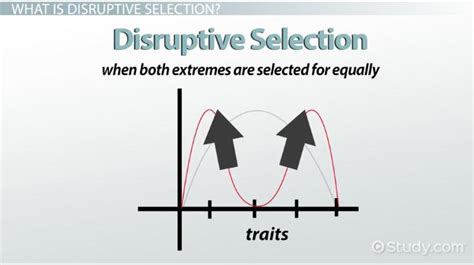 Disruptive Selection: Example, Definition & Graph - Video & Lesson Transcript | Study.com