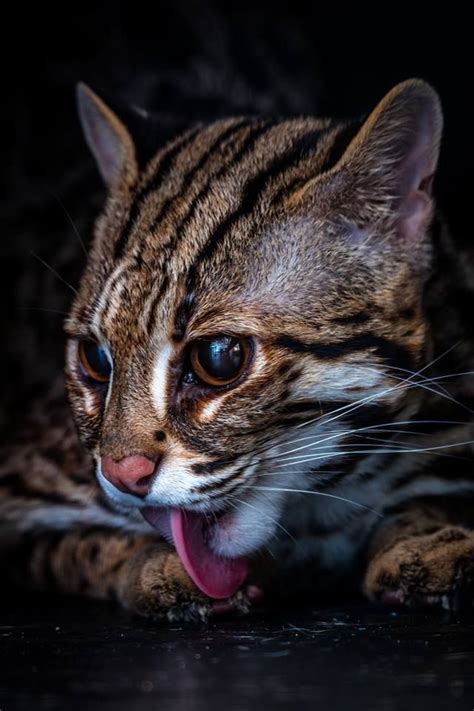 Asian Leopard Cat (Prionailurus bengalensis) - Wild Cats Magazine | Asian leopard cat, Small ...