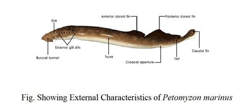 Habit and Habitat of Petromyzon(Lamprey) - IMALUOP