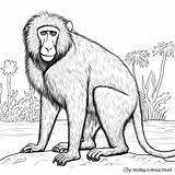 Baboon Coloring Pages  Free & Printable sketch template