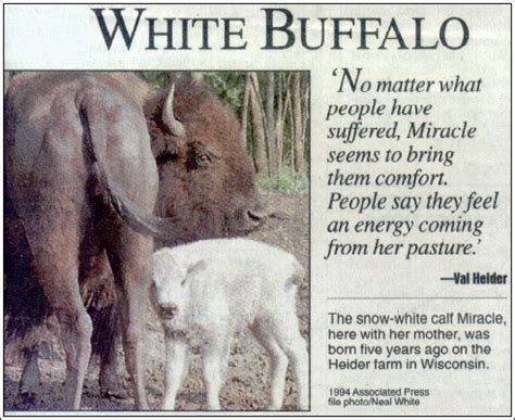 El ARADO: The Sacred Prophecy of The White Buffalo