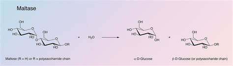 Maltase - Worthington Enzyme Manual | Worthington Biochemical