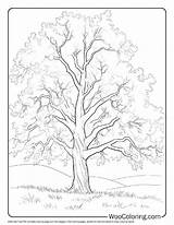 100  Tree coloring pages Free PDF To Print Woo Coloring sketch template