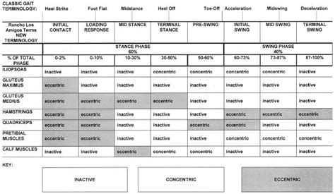 Muscle activation during gait | Physical therapy school, Pediatric ...