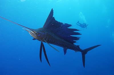 Fish Index: Sailfish (The Fastest Fish In The World)